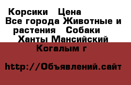 Корсики › Цена ­ 15 000 - Все города Животные и растения » Собаки   . Ханты-Мансийский,Когалым г.